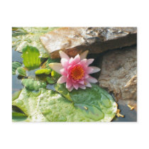 Waterlily postcards by princessklb07 Waterlily postcards