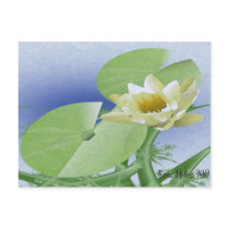 WaterLily postcards