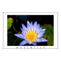 Waterlily posters by JonWaters Waterlily posters