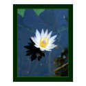 Waterlily posters