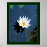 Waterlily Print