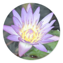 Waterlily Sticker