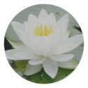 Waterlily Stickers by CarolsCamera Waterlily Stickers