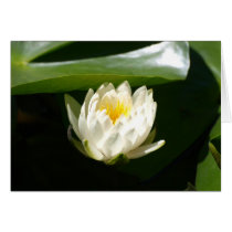 Waterlily Sublime cards
