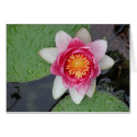 Waterlily with summer rain cards
