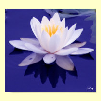Waterlily Wonder, S Cyr posters