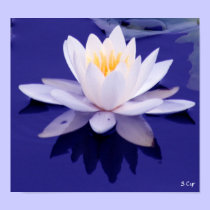 Waterlily Wonder, S Cyr posters
