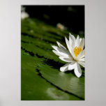 WaterLilyslant Posters