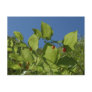 Watermelon Berries, Unalaska Island Postcards