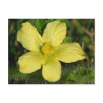 Watermelon Bloom postcards