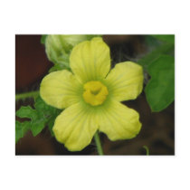 Watermelon Bloom postcards