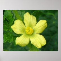 Watermelon Bloom Poster