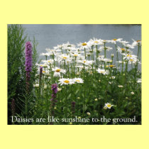 Waterside Daisies posters