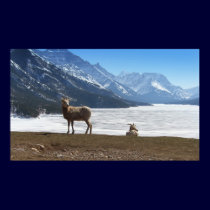 Waterton Bighorn Sheep posters