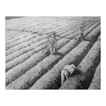 Watsonville Migrant Mexican Workers posters by FineArtDesigns Watsonville Migrant Mexican Workers posters