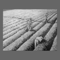 Watsonville Migrant Mexican Workers posters