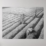 Watsonville Migrant Mexican Workers Print