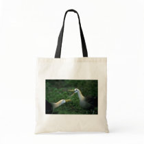 Waved Albatross In Courtship Bags
