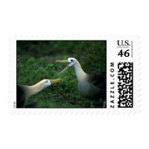 Waved Albatross In Courtship Stamps