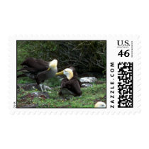 Waved Albatross In Courtship Stamp