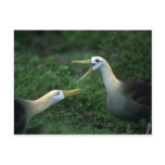 Waved Albatross In Courtship Post Cards