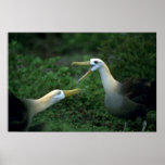 Waved Albatross In Courtship Poster
