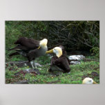 Waved Albatross In Courtship posters