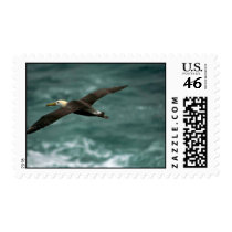 Waved Albatross In Flight Postage