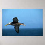 Waved Albatross In Flight posters