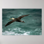 Waved Albatross In Flight posters