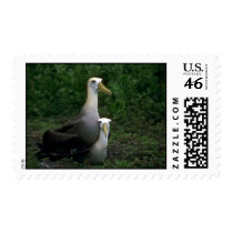 Waved Albatross Mating Stamp