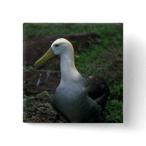 Waved Albatross On Egg Pinback Button