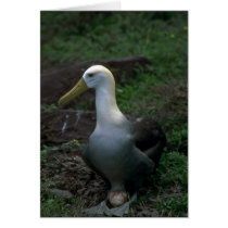 Waved Albatross On Egg Card