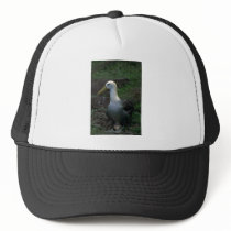 Waved Albatross On Egg Hats