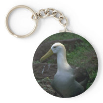 Waved Albatross On Egg Keychain