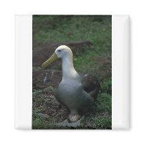 Waved Albatross On Egg Magnet