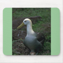 Waved Albatross On Egg Mouse Pad