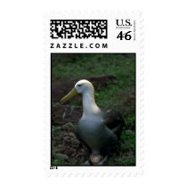 Waved Albatross On Egg Postage Stamps