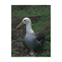 Waved Albatross On Egg Postcard