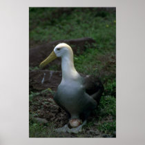 Waved Albatross On Egg Posters