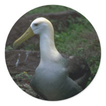 Waved Albatross On Egg Stickers