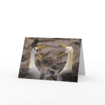 Waved albatross Phoebastria irrorata) pair in Greeting Card