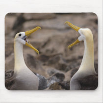 Waved albatross Phoebastria irrorata) pair in Mouse Pad