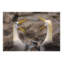 Waved albatross Phoebastria irrorata) pair in Art Photo