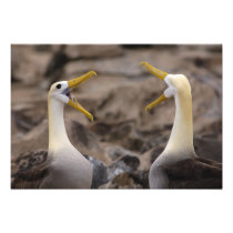 Waved albatross Phoebastria irrorata) pair in