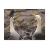 Waved albatross Phoebastria irrorata) pair in Post Cards