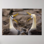 Waved albatross Phoebastria irrorata) pair in posters