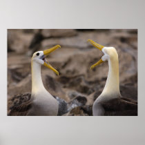 Waved albatross Phoebastria irrorata) pair in
