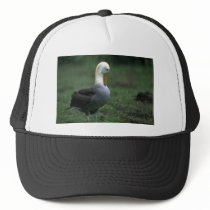 Waved Albatross Preening Feathers Trucker Hat