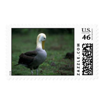 Waved Albatross Preening Feathers Stamp